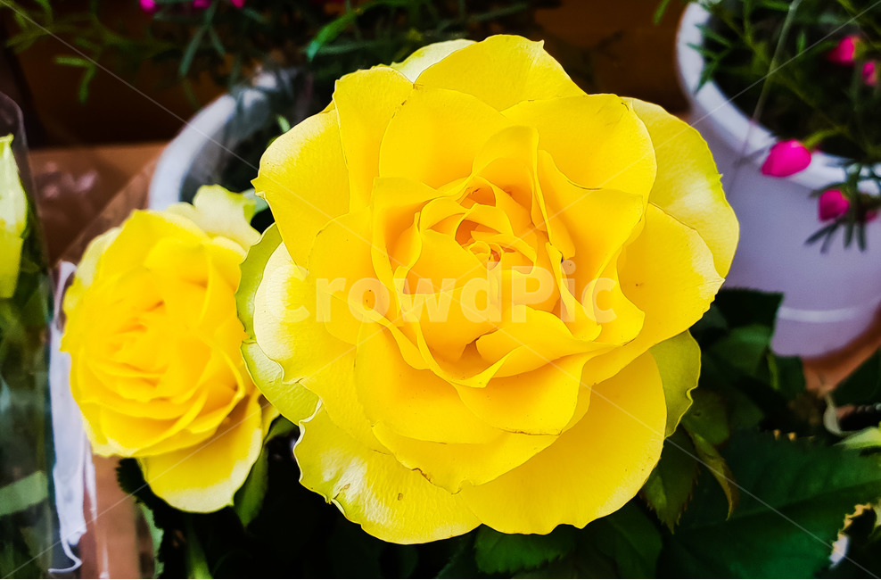봄,꽃,노랑꽃,화초,브로니아,식물,자연,plants,nature,꽃,flower
