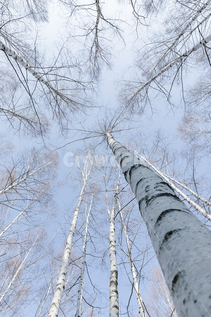 인제,자작나무숲,숲,나무,자작나무,자연,자연,풍경,nature,landscape,tree,plant,식물