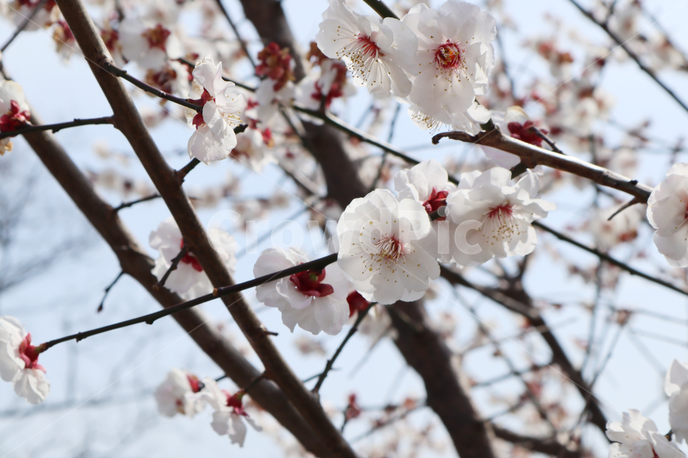 꽃,flower,blossom,벚꽃,벚꽃축제,봄,자연,힐링,나들이,분홍,벚꽃나무,벚나무,식물,plant,날씨,접사