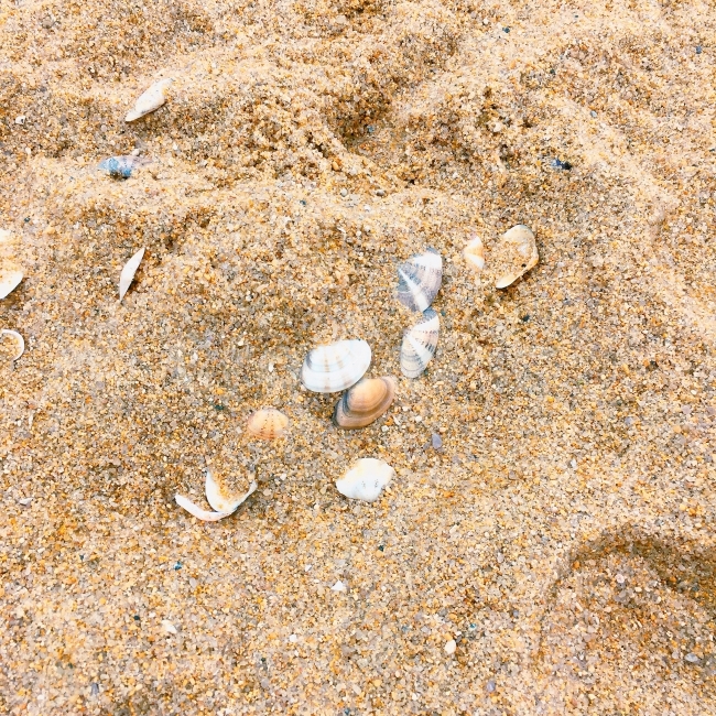 바다,모래,조개,바닷가,해수욕장,모래사장,조개껍질,해변,바다,beach,sea