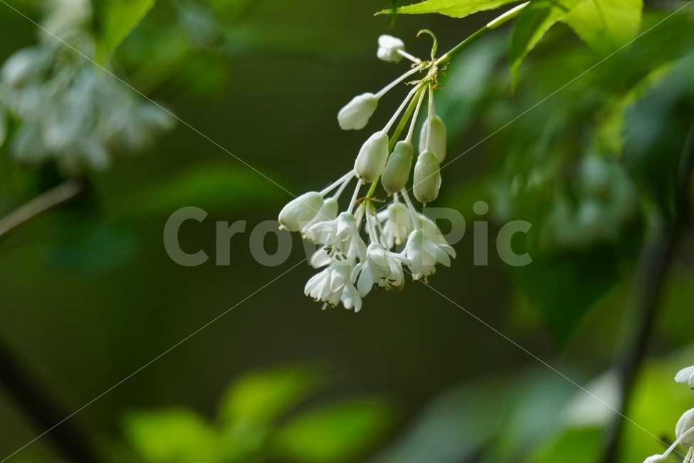 고추나무,꽃,식물,플라워,자연,nature,flower,한국의자연,한국자연,풍경,landscape,snap,snapshot,스냅,스냅사진,스넵,스넵사진,tree,country,시골,숲,숲속,forest,한국풍경,한국적인,식물,자연,plants,nature,꽃,flower