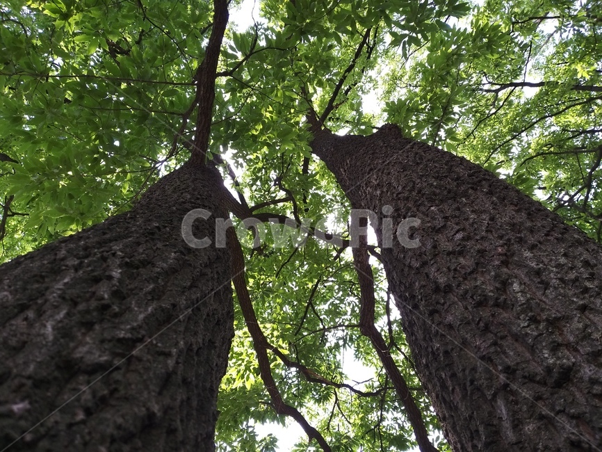 treetrunk,나무줄기,tree,나무,식물,plant,식물,자연,plants,nature,나무,trees,wood