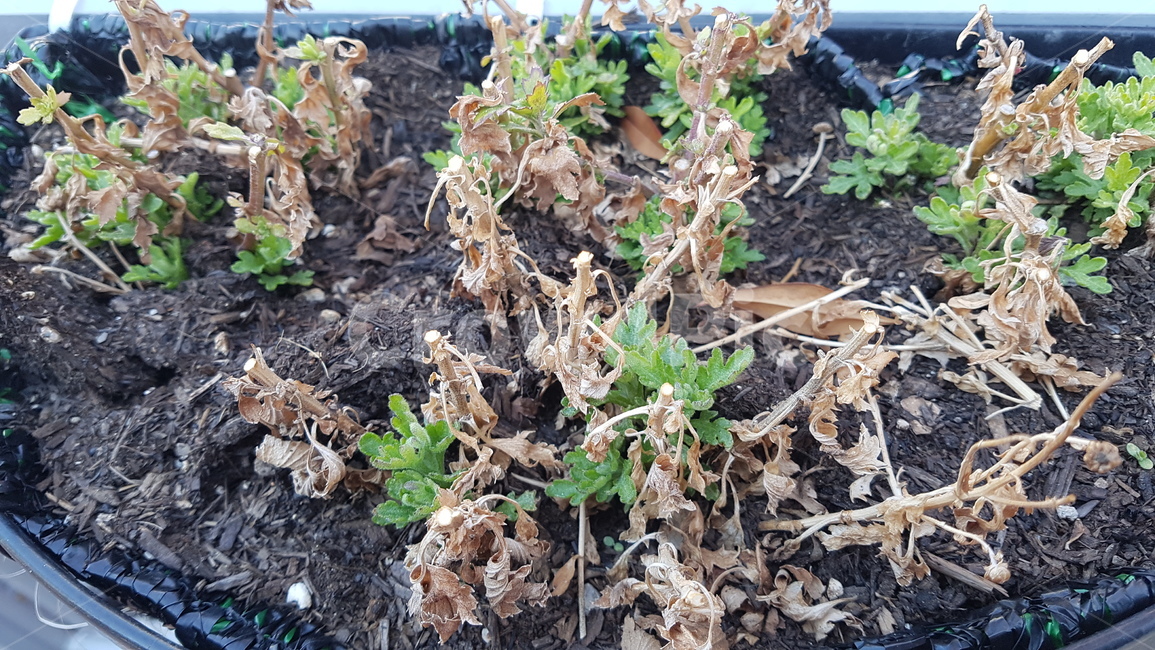 식물,plant,새싹,흙,soil