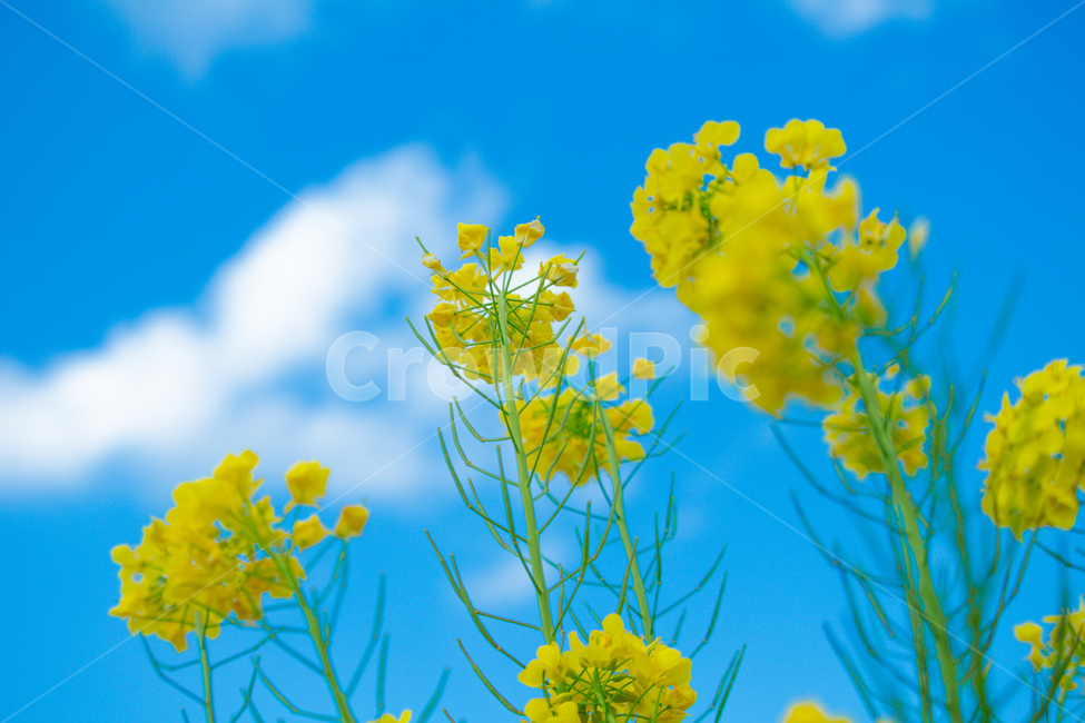 꽃,노란꽃,유채꽃,감성사진,풍경,봄,계절,spring,season,식물,자연,plants,nature,꽃,flower,plant