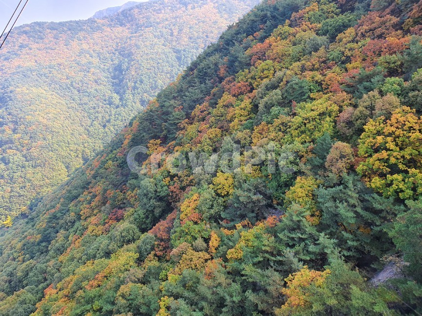 nature,자연,단풍,산,가을,autumn,단풍나무,가을산,계절,tree,나무,풍경,가을,계절,fall,autumn,season,자연,풍경,nature,landscape