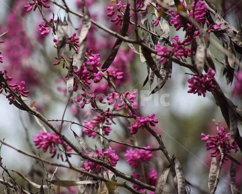 박태기나무,밥티나무,꽃,봄,chineseredbud,CercischinensisBunge