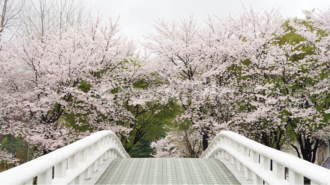 꽃,벚꽃,cherryblossom,봄,벚꽃축제,순식간,벚꽃잎,봄,계절,spring,season,자연,풍경,nature,landscape,plant,식물,banister,난간,handrail,blossom,flower