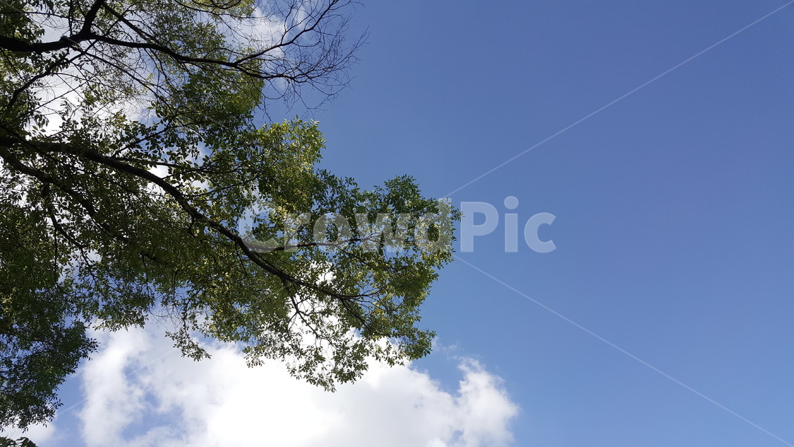 tree,나무,plant,나무줄기,하늘,푸른하늘,sky,나뭇잎,leaf,cloud,구름,blue