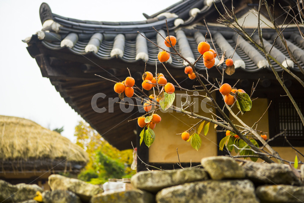 홍시,감나무,까치밥,돌담,기와집,담장,가을,풍요,마을,단감나무,가을,계절,fall,autumn,season,한국전통,한국문화,korean traditional,korean culture,건축물,건물외관,exterior,building,structure,architecture,construction,plant,식물,food,음식
