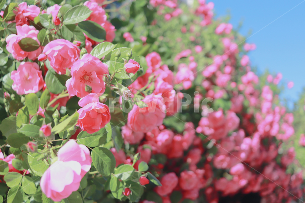 장미,핑크장미,장미담벼락,꽃,꽃배경,꽃,flower