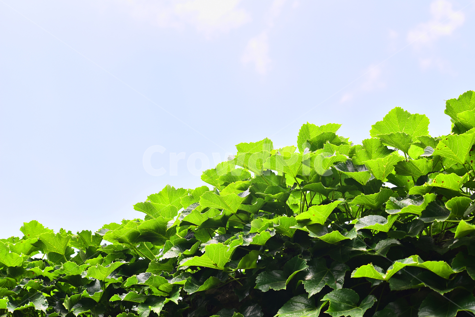 나뭇잎,그린,초록색,하늘,배경,바탕,백그라운드,싱그러운,green,leaves,구름