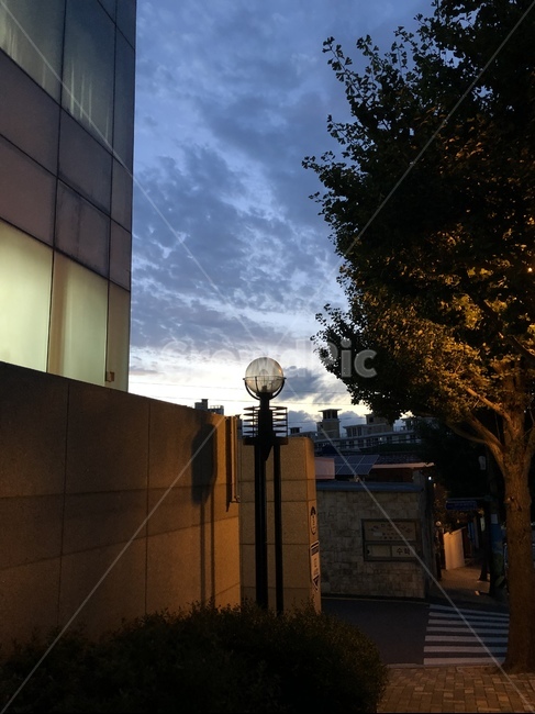 해질녘,노을,하늘,구름,가로수