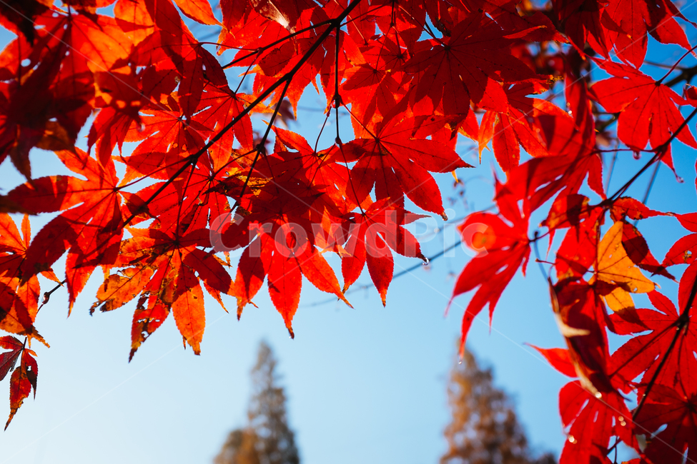 단풍잎,단풍,단풍나무,가을,가을식물,가을,계절,fall,autumn,season,plant,식물,leaf,잎,tree,나무