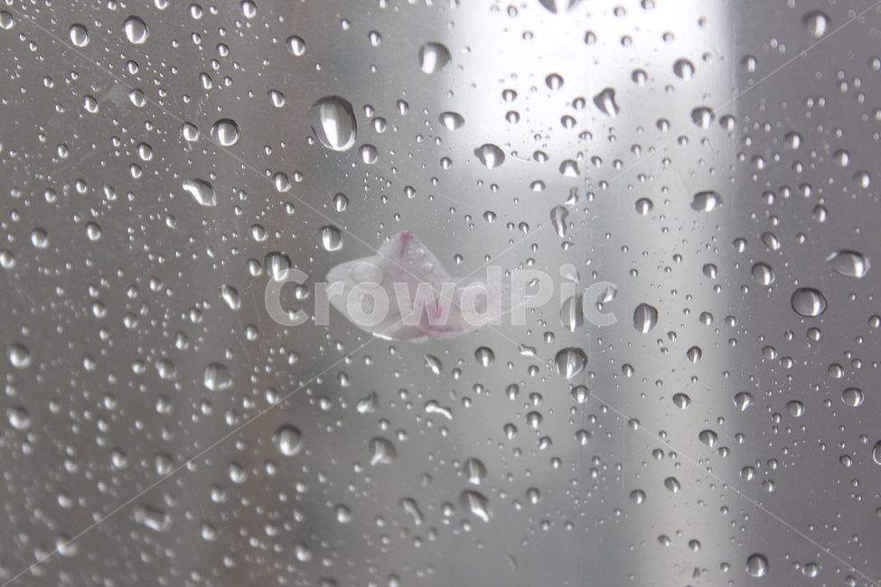 꽃,벚꽃,겹벚꽃,꽃나무,봄,봄비,sprng,계절,비,rain,rainy,빗방울,흐림,flower,꽃잎,벚꽃잎,비,비오는날,rain,rainy