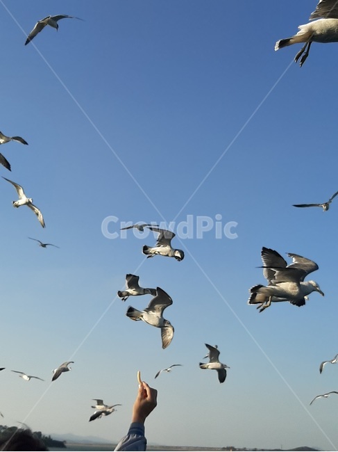 갈매기,새우깡,bird,갈매기때,먹이주기,서해,동물,flying,새