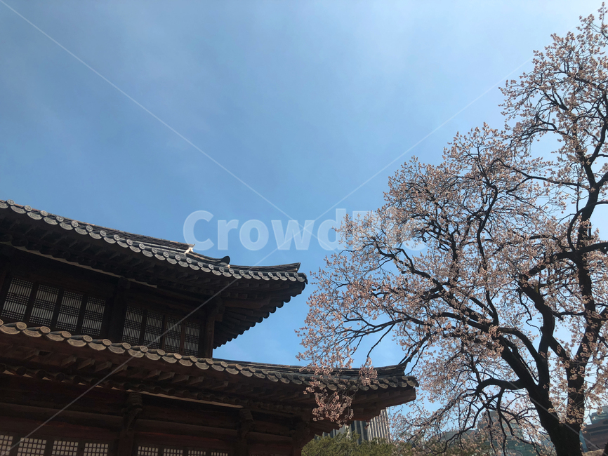 한국,서울,덕수궁,봄,벚꽃,봄,계절,spring,season,한국전통,한국문화,korean traditional,korean culture,건축물,건물외관,exterior,building,structure,architecture,construction,건물,shrine,신사,pagoda,탑,temple,신전,worship,예배
