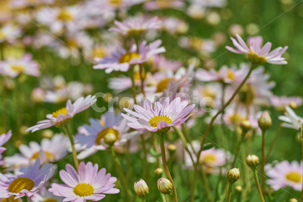 국화,데이지,분홍색,분홍데이지,꽃밭,daisy,꽃,식물,봄,개화,식물,자연,plants,nature,꽃,flower