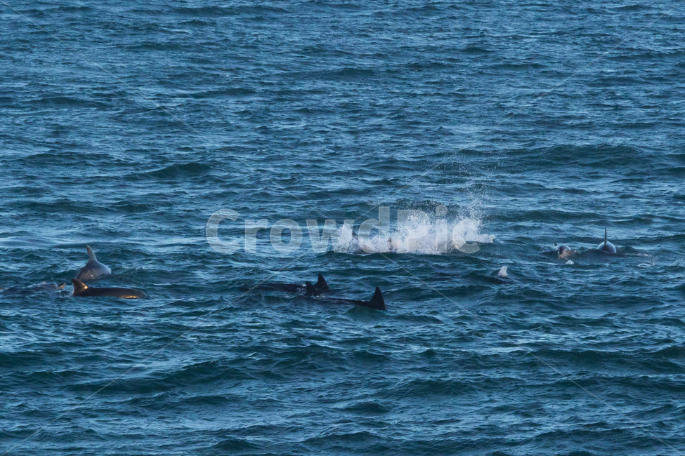 제주도,제주,자연,서귀포,돌고래,동물,바다,동물,animal,포유류,mammal