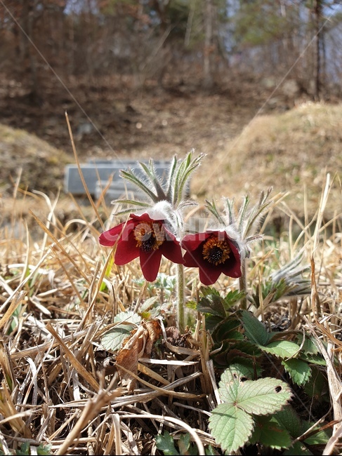 plant,식물,할미꽃,무덤,자연,nature
