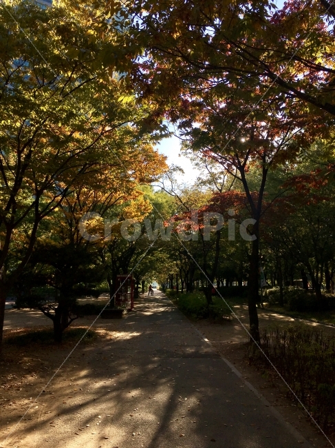 서울,서울숲,가을,fall,autumn,힐링,숲,forest,자연,공원,단풍,낙엽,가을,계절,fall,autumn,season,자연,풍경,nature,landscape,식물,plants,나무,trees,wood,tree,plant,tree trunk,나무 줄기
