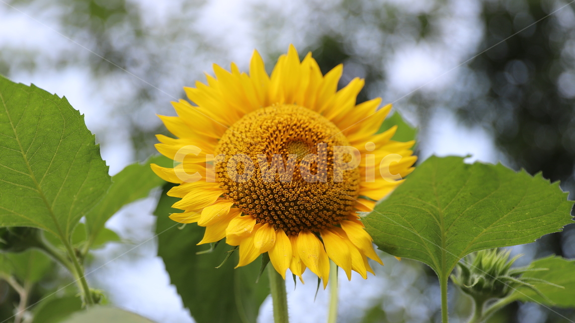 해바라기,여름,계절,노랑색,꽃잎,녹색잎,plant,식물,blossom,flower,꽃