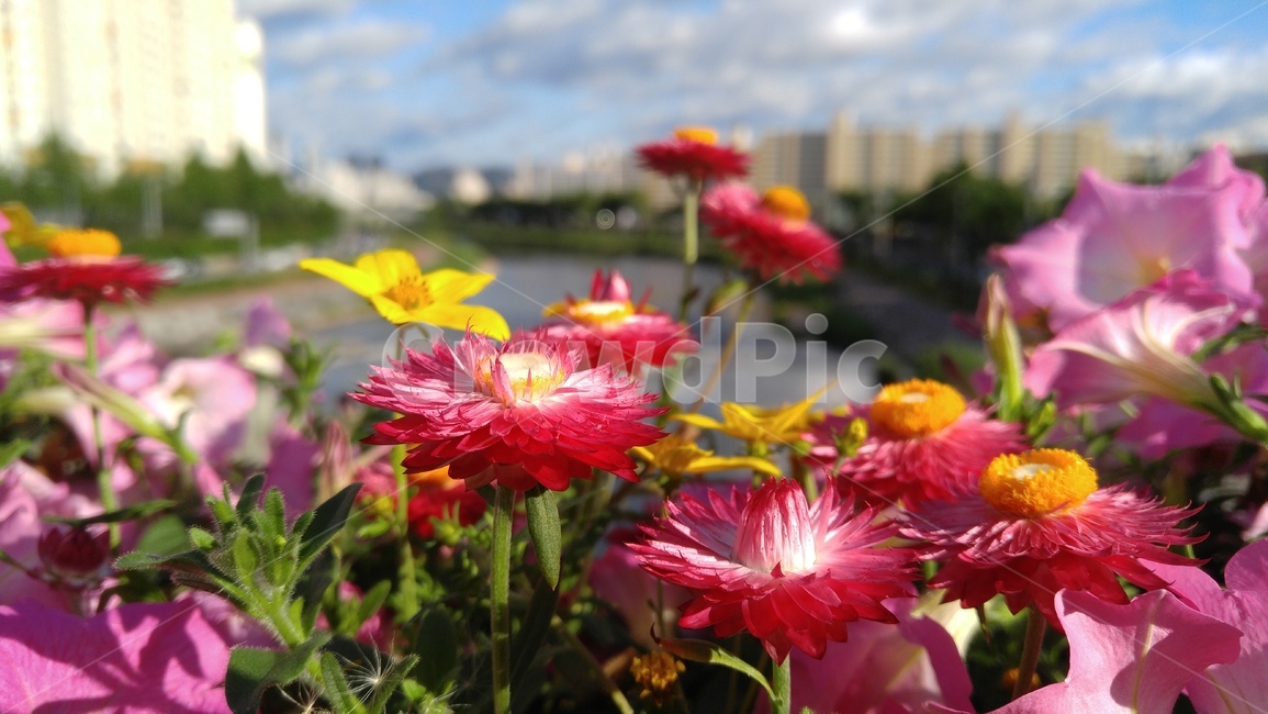 꽃,붉은꽃,사피니아,분홍꽃,붉은색,식물,분홍색,푸른색,배경,flower,redflowers,pinkflowers,pink,red,plants,blue,background