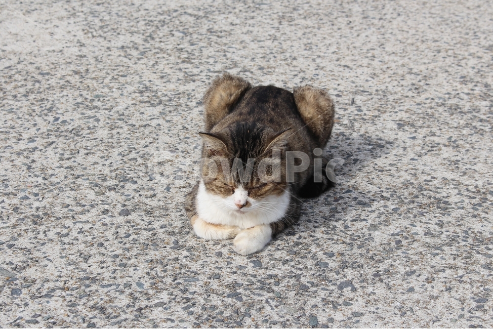 고양이섬,아이노시마,고양이,길냥이,cat,straycat,동물,동물,animal,포유류,mammal,고양이,cat,kitten,kitty