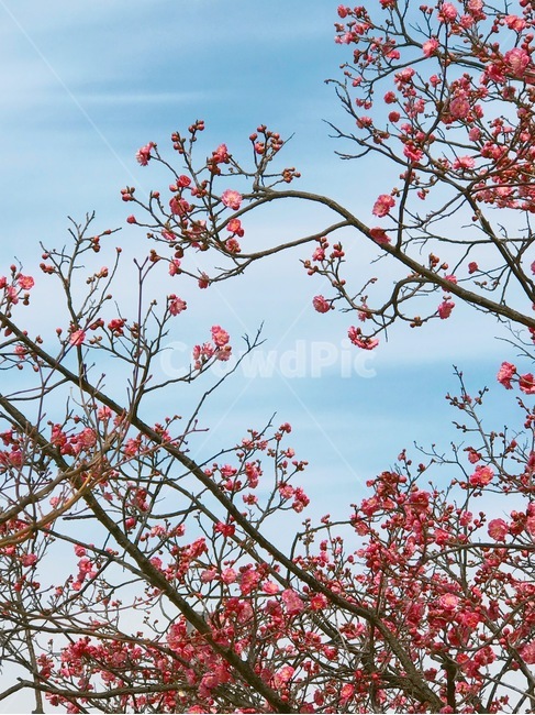 꽃,홍매화,나무,봄,계절,spring,season,식물,자연,nature,flower,하늘,봄,계절,spring,season,식물,자연,plants,nature,꽃,flower,plant,blossom,cherry blossom,벚꽃