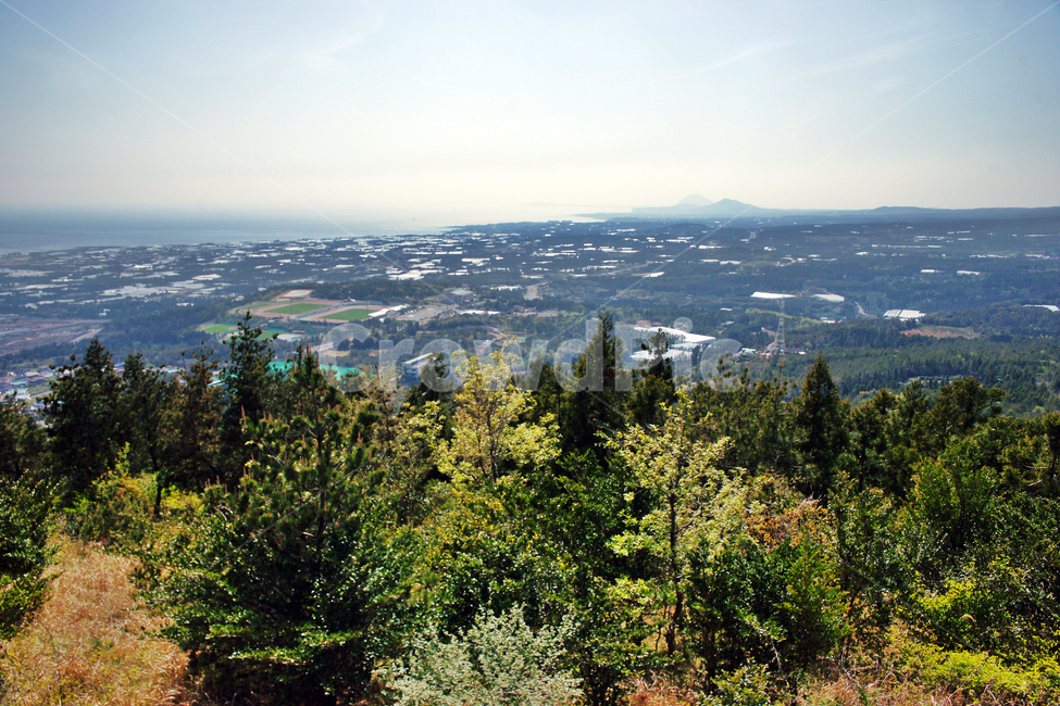 제주,서귀포,올레71코스,올레길,중산간,고근산,서귀포시,자연,풍경,nature,landscape,tree,나무,plant,식물,fir,전나무