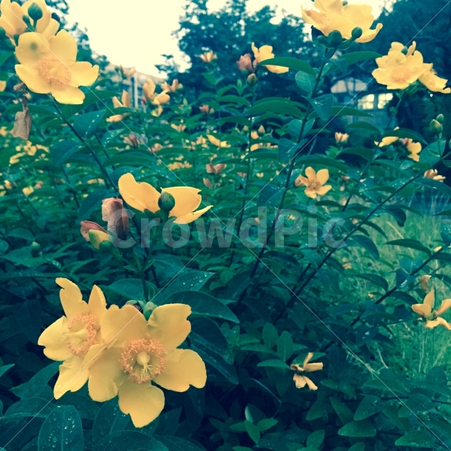 봄,꽃,정원,자연,푸름,노랑,식물,자연,plants,nature,꽃,flower,감성,sensible,feeling