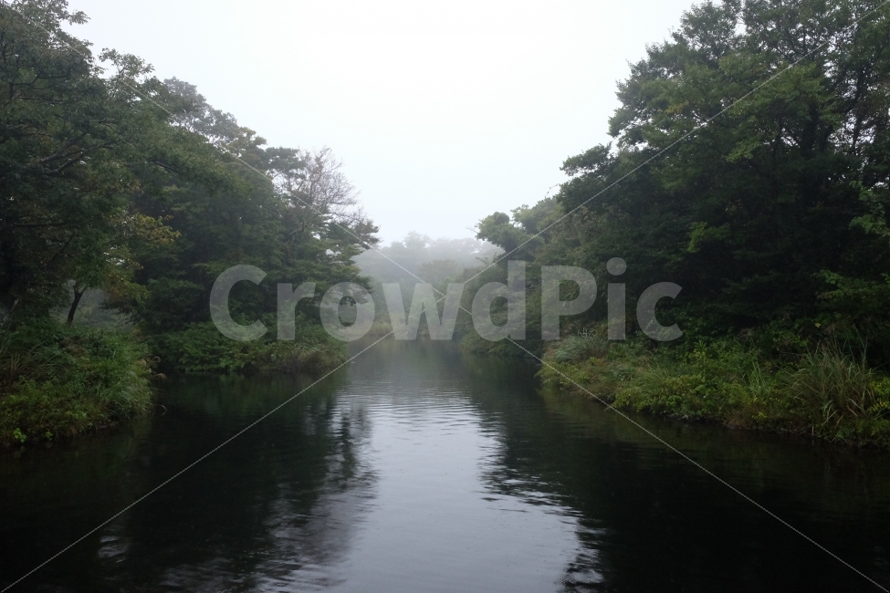 호수,나무,자연,풍경,안개,제주,에코랜드,여행,숲,자연,풍경,nature,landscape,outdoors,옥외,water,물