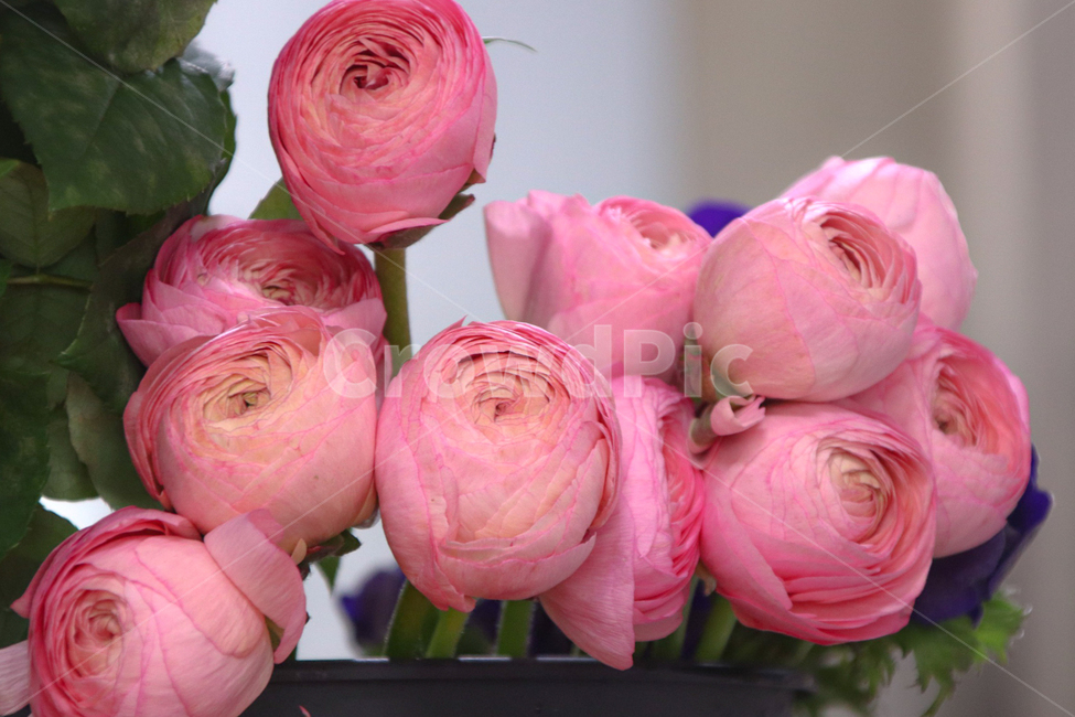 plant,식물,rose,장미,flower,blossom,식물,자연,plants,nature,꽃,flower