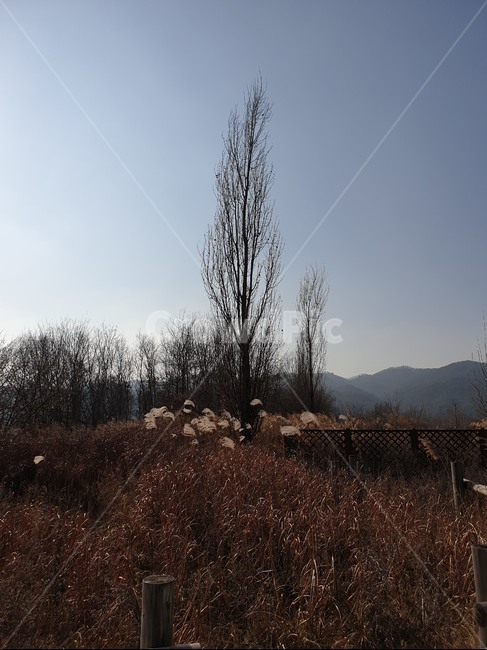 나무,겨울,겨울나무,앙상한,앙상한가지,앙상한나무,하늘,풍경,겨울풍경,sky,winter,wintertree,thin,ground,겨울,계절,winter,season