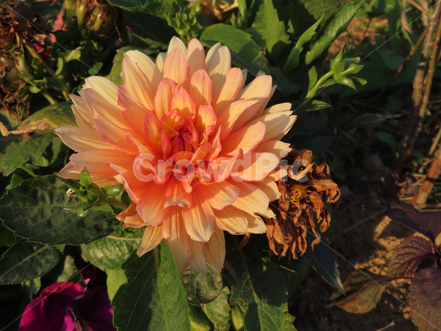 쌍떡잎,식물,꽃,아름다움,주황색,화려한,flowers,beauty,orange,sunny