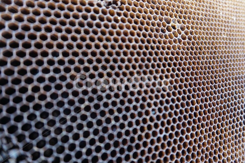 벌집,갈색,정육각형,양봉,소비장,텍스처,질감,패턴,texture,pattern