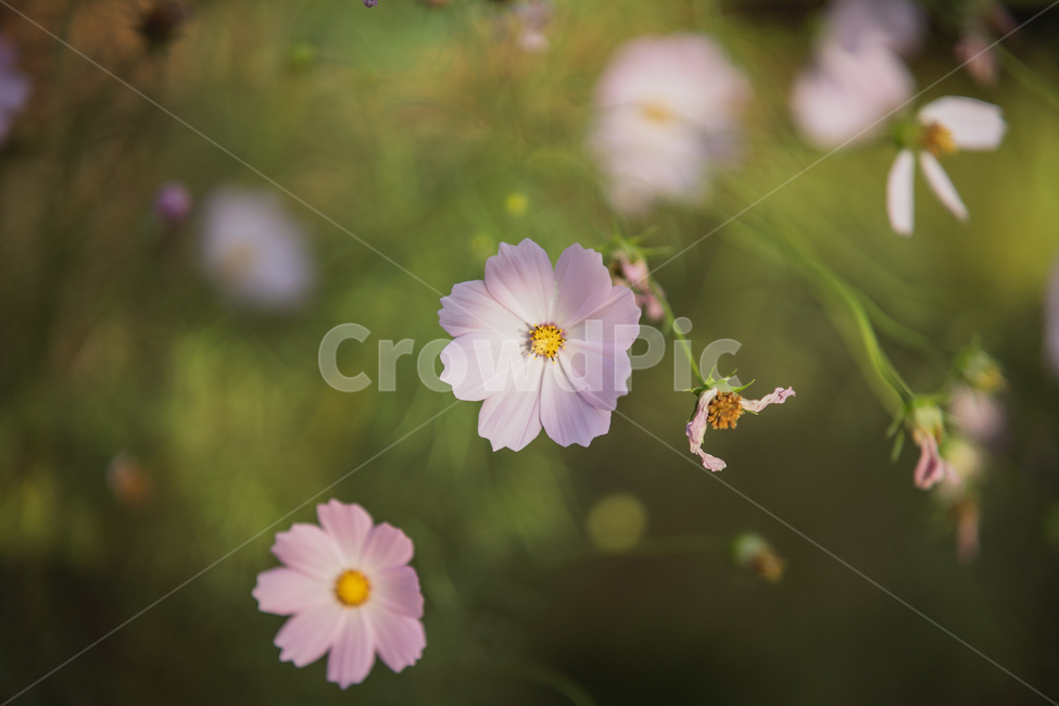 flowers,plant,botanical,꽃,식물,식물,자연,plants,nature,꽃,flower