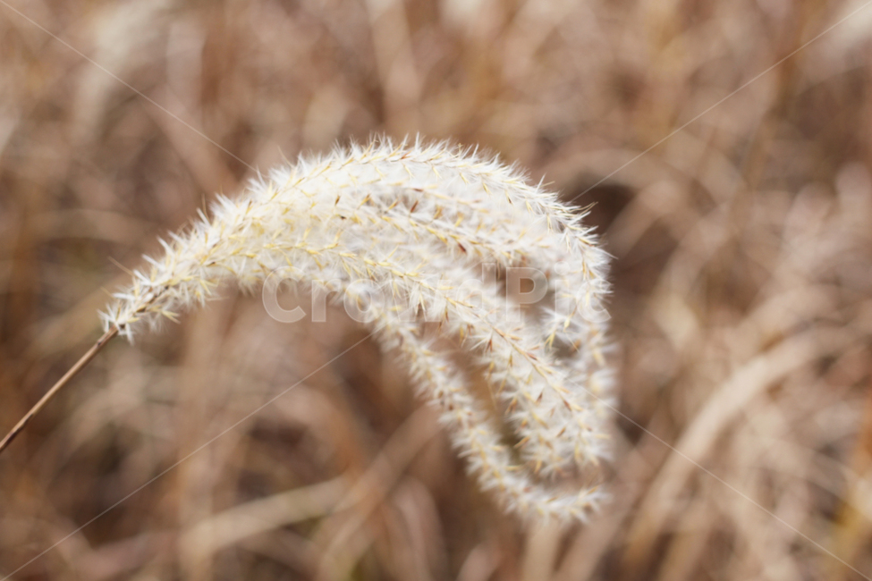 갈대,바람,자연,하늘,reed,wind,nature,sky,식물,plant,가을,계절,fall,autumn,season,식물,자연,plants,nature