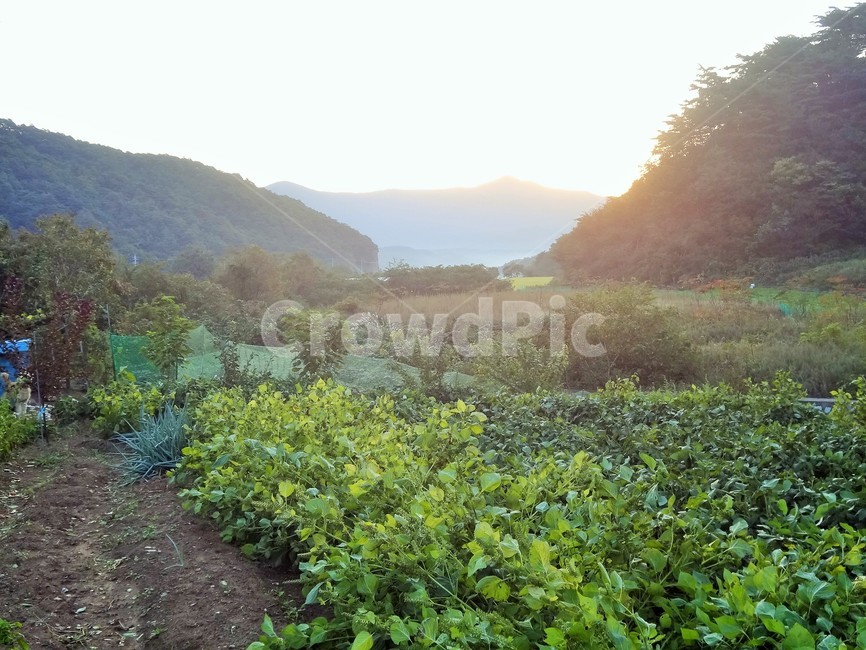 농촌,텃밭,농사,농촌풍경,밭,채소밭,귀농,귀촌,채소,산,자연,풍경,nature,landscape