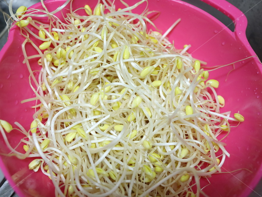 콩나물,음식,food,vagetable,야채,beansprout,바구니,음식,식재료,요리,food,cook,meal,dishes,food reserves