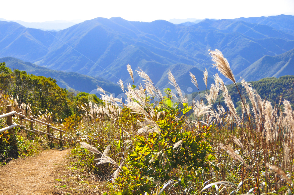 억새축제,억새,갈대,산행,민둥산,가을분위기,가을,자연,풍경,nature,landscape,한국자연풍경,한국자연경관,korea nature landscape,plant,식물,grass,잔디