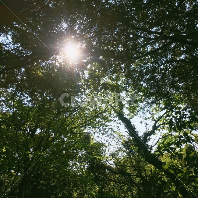 나무,하늘,햇빛,풀,풍경,숲,우드,tree