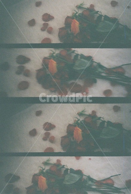 장미,빨간장미,로모키노,장미꽃잎,장미꽃,꽃,flower
