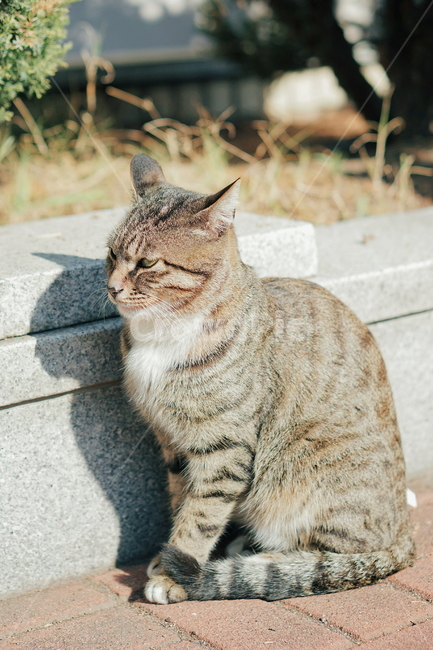 고양이,cat,동물,animal,고등어태비,pet,포유류,길고양이,동물,animal,포유류,mammal,고양이,cat,kitten,kitty