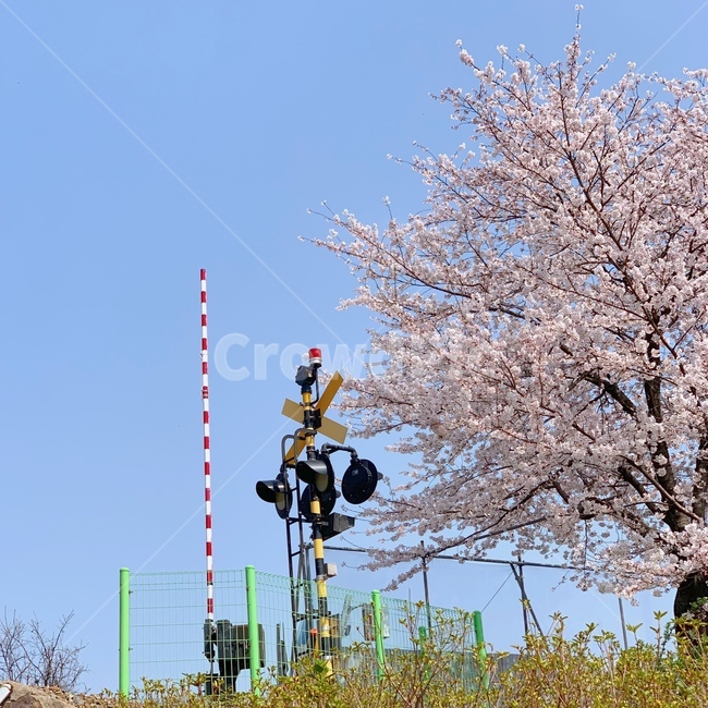 자연,봄,벚꽃,꽃,하늘,봄,계절,spring,season,plant,식물
