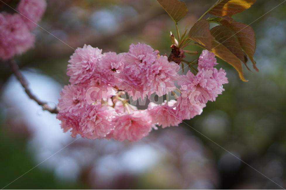 왕벚꽃,겹벚꽃,봄,풍경,핑크,나무,봄,계절,spring,season,식물,자연,plants,nature,꽃,flower,plant,blossom