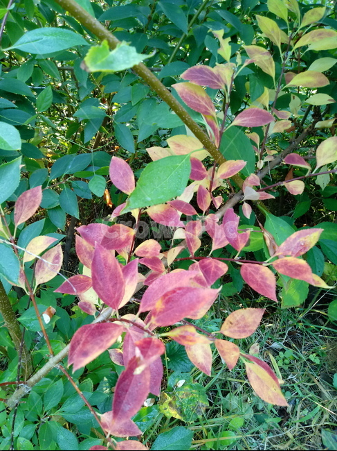 plant,꽃,식물,화살나무,단풍,나무,식물,자연,plants,nature
