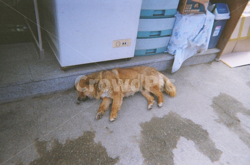 감성,강아지,자연,레트로,시골,동물,animal,포유류,mammal,개,강아지,dog,doggy