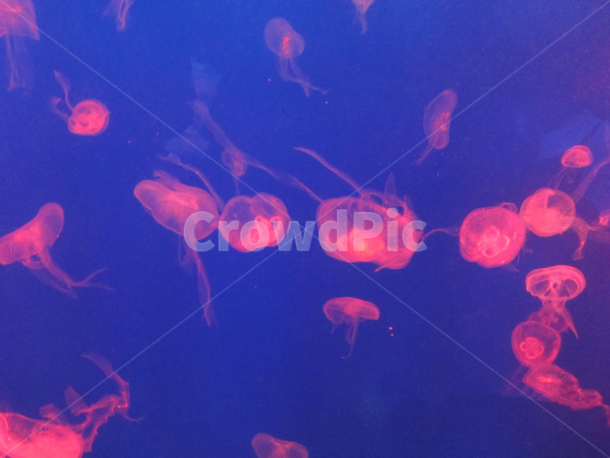 아쿠아리움,바다생물,해파리,jellyfish,젤리피쉬