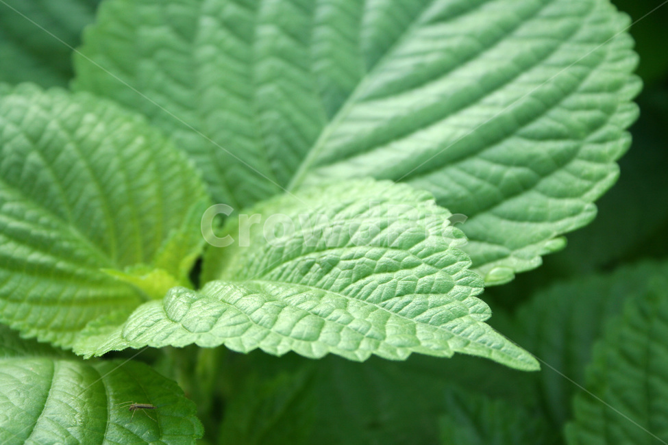 깻잎,채소,야채,깻잎재배,깻잎농사,쌈채소,식물,자연,plants,nature