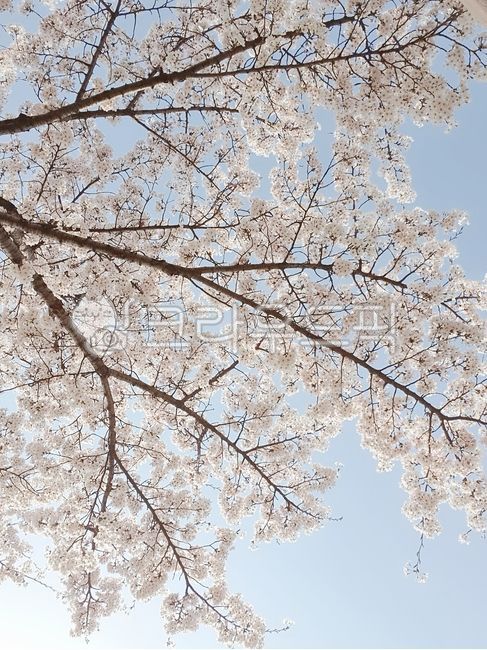 spring,cherry blossom tree,Cherry Blossom,blossom,cherryblossom